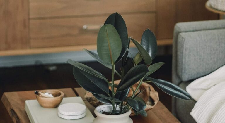 Small, potted house plant on a coffee table