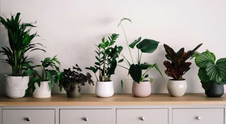 Row of small, potted plants on an end table top