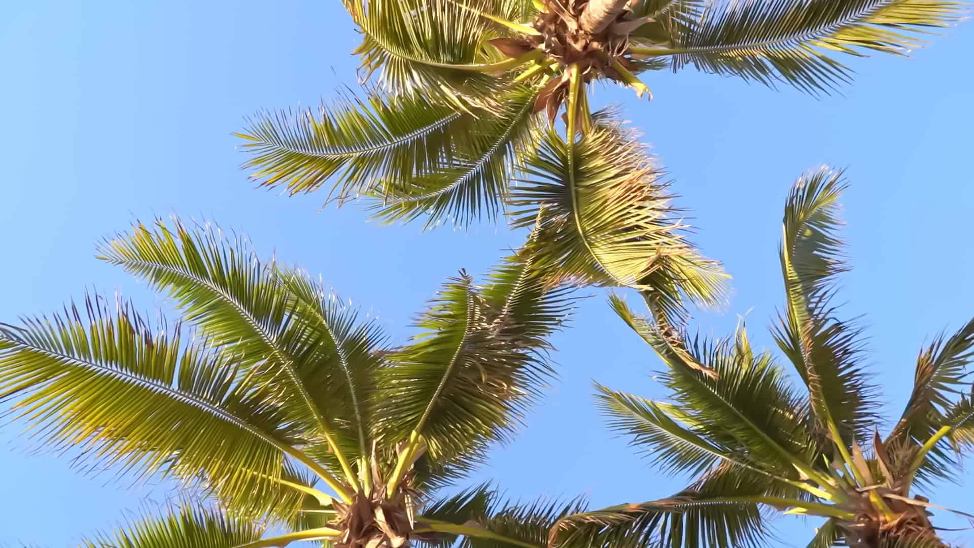 Palm trees swaying under a clear blue sky