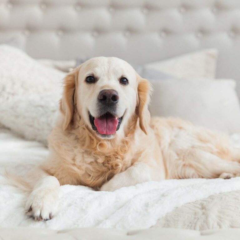 Happy dog sitting on a large plush human bed with throw pillows