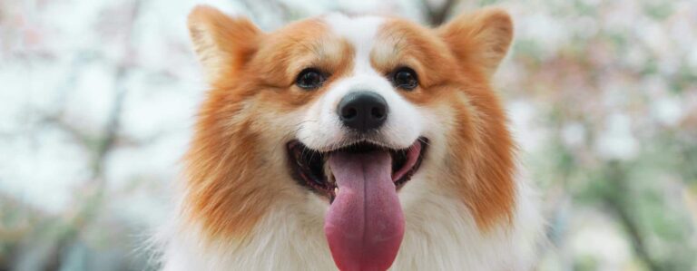 Smiling dog sticking its tongue out