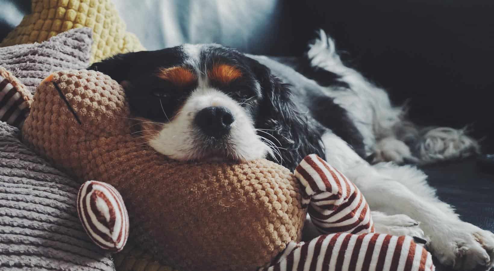 Cute dog resting on pillows and a stuffed dog toy in a pet-friendly apartment